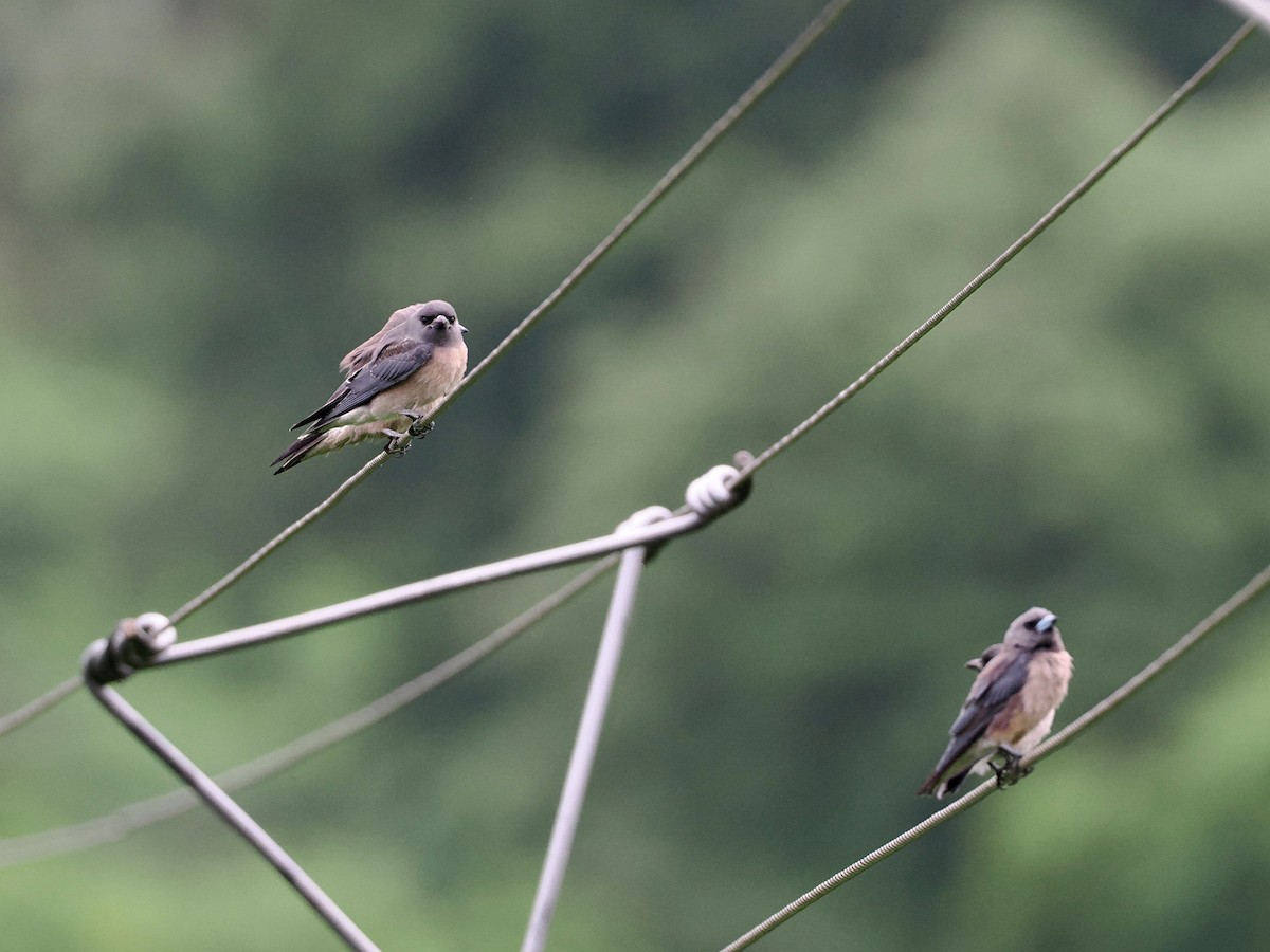 Ashy Woodswallow - ML620821931