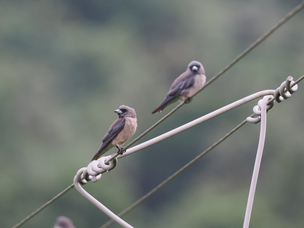 Ashy Woodswallow - Rajesh Radhakrishnan