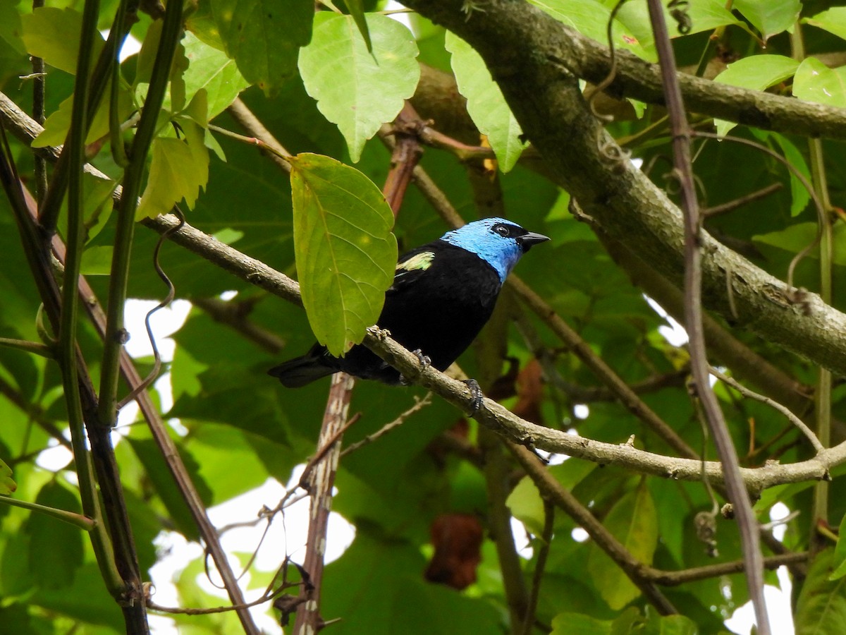 Tangara Cabeciazul - ML620821933