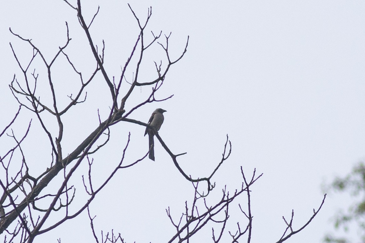 Gray Treepie - ML620821937