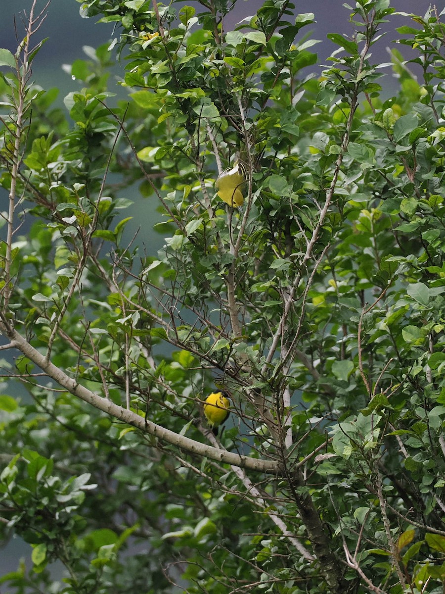 Common Iora - ML620821940