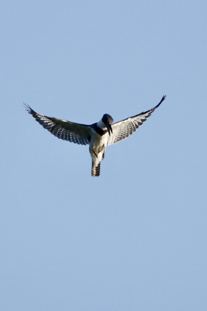 Belted Kingfisher - ML620821942