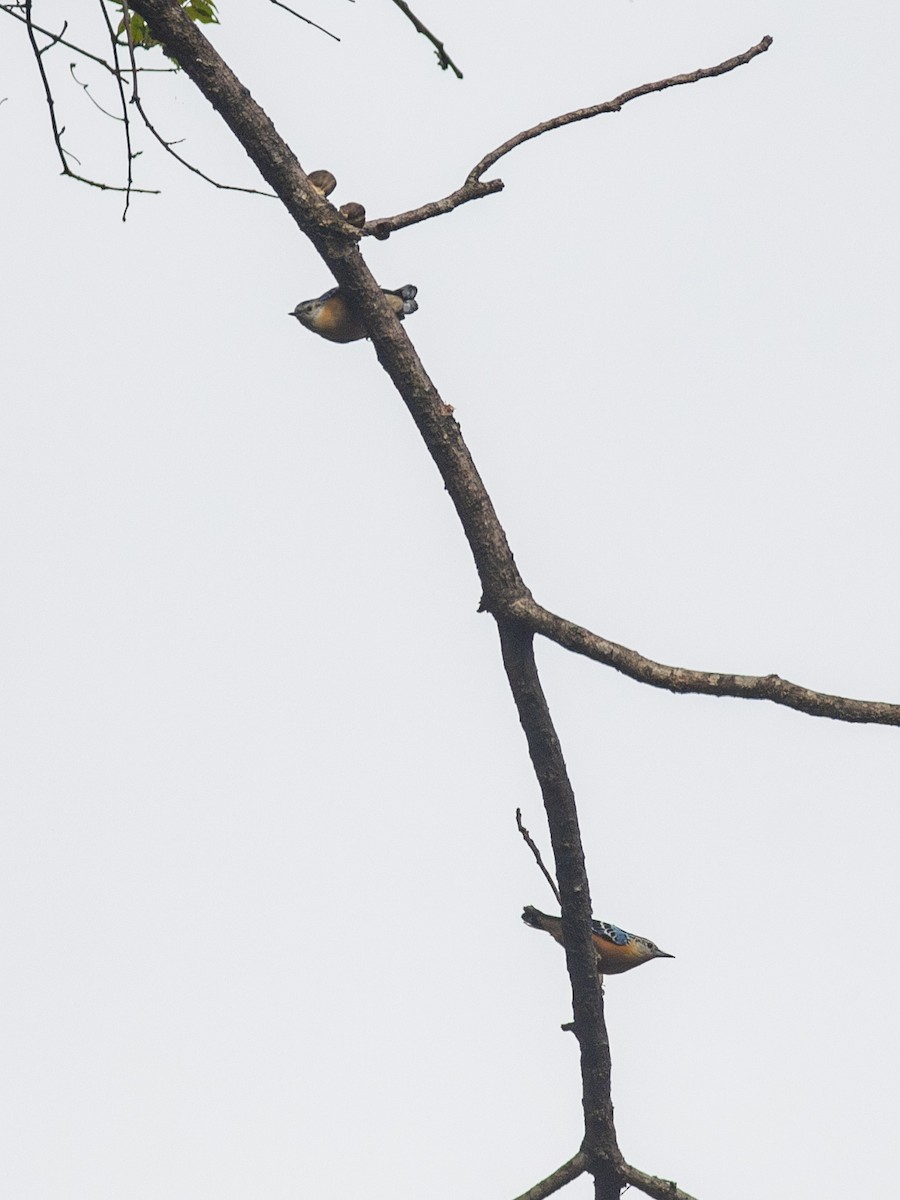 Beautiful Nuthatch - ML620821943