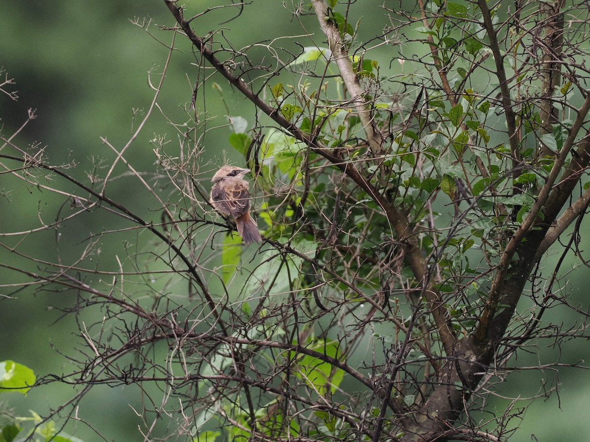 Long-tailed Shrike - Rajesh Radhakrishnan