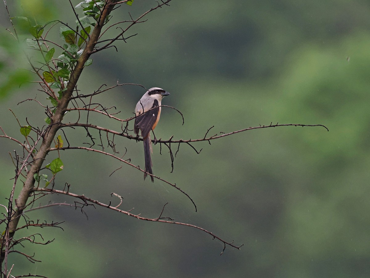 Long-tailed Shrike - ML620821950