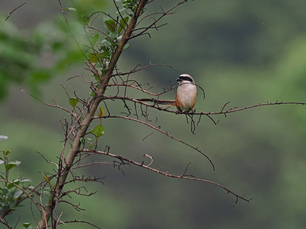 Long-tailed Shrike - ML620821952