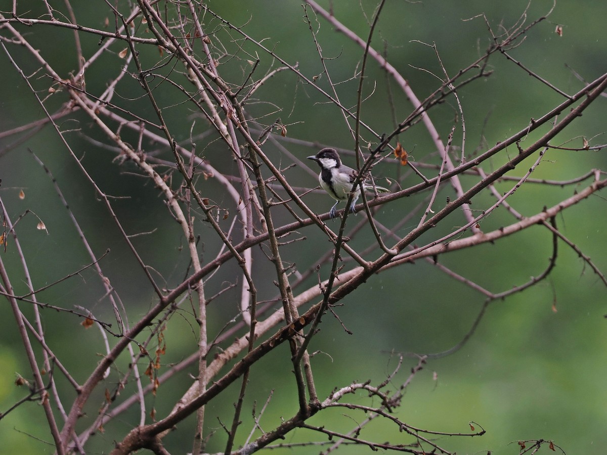 Mésange indienne - ML620821958