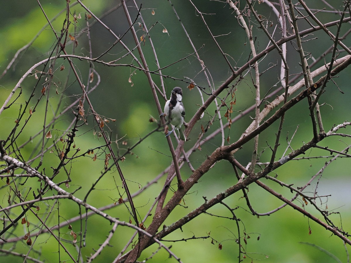 Cinereous Tit - ML620821959