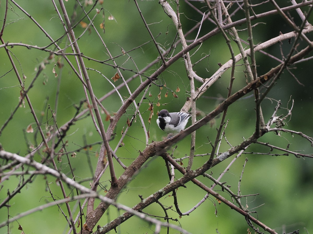 Cinereous Tit - ML620821961