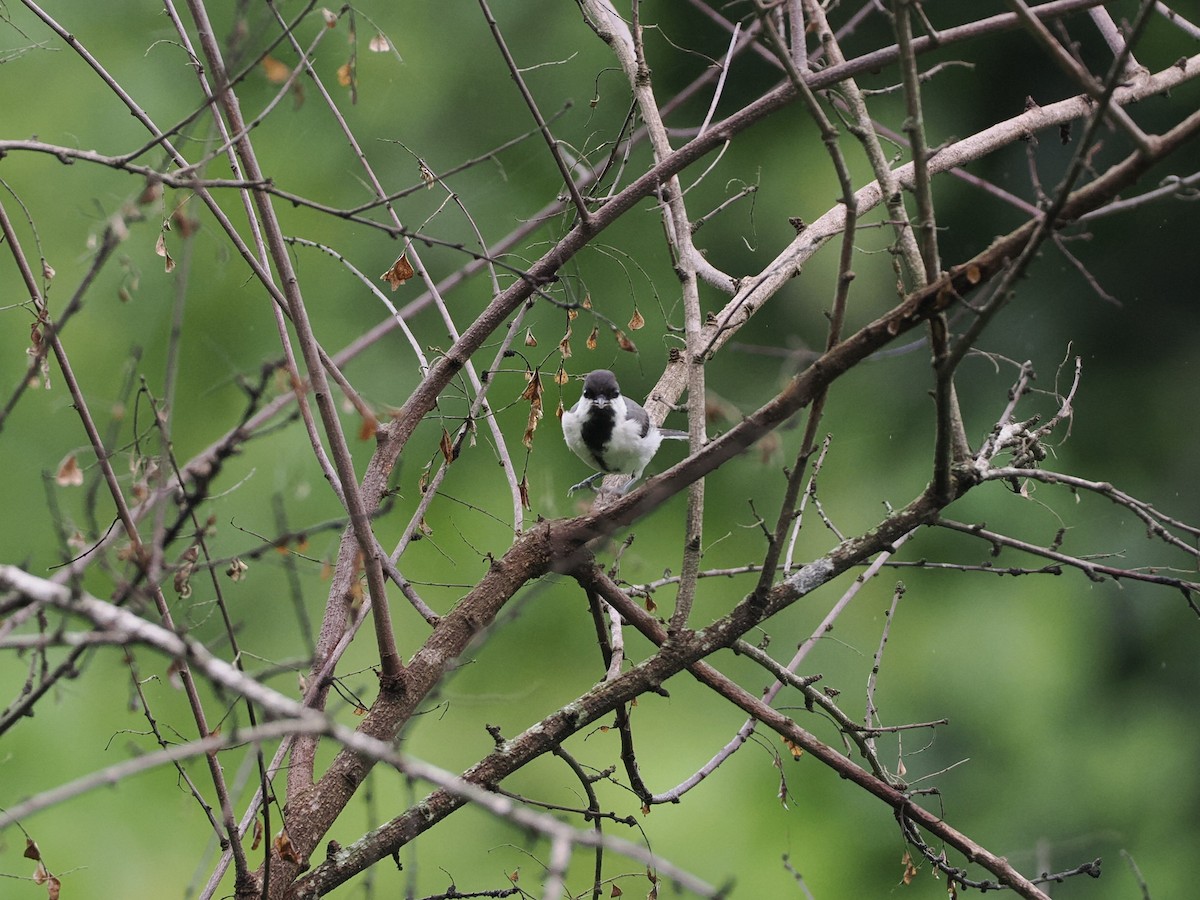 Cinereous Tit - ML620821962