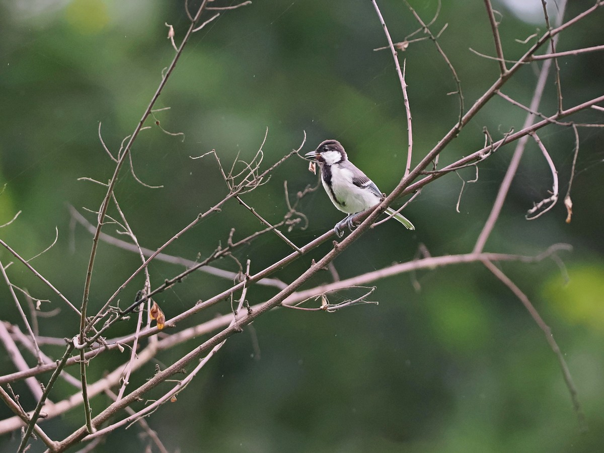 Cinereous Tit - ML620821963