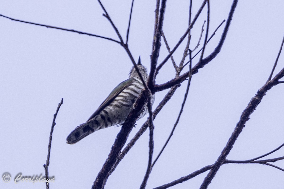 Shining Bronze-Cuckoo - Fernando del Valle