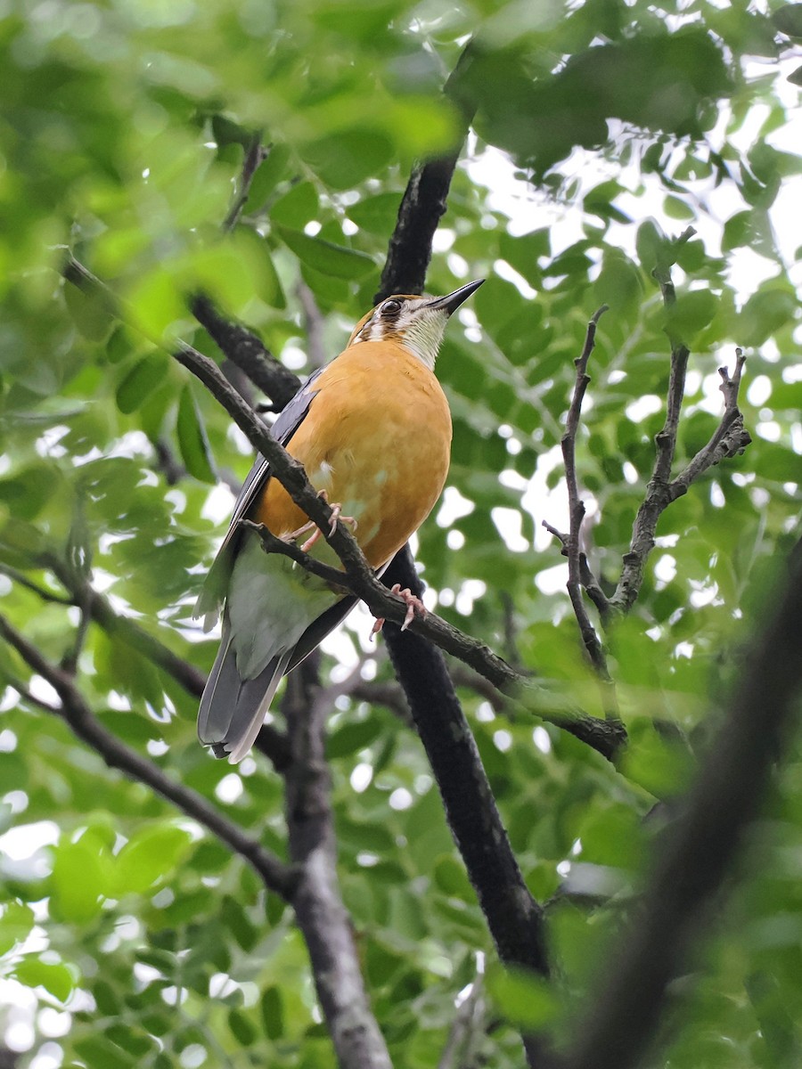 Orange-headed Thrush - ML620821972