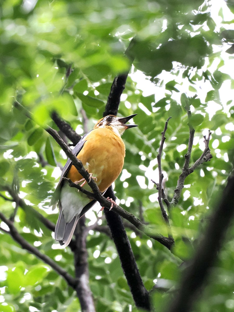 Orange-headed Thrush - ML620821973