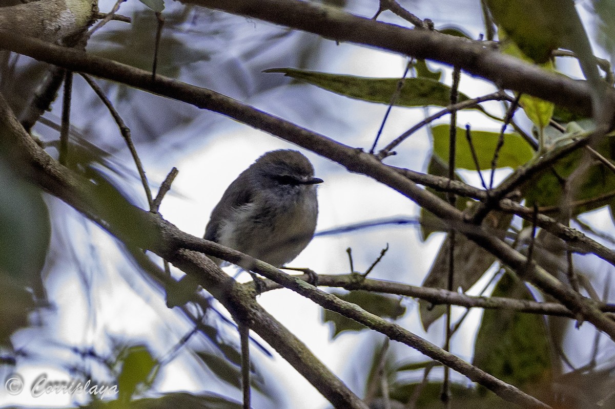 Brown Gerygone - ML620821984