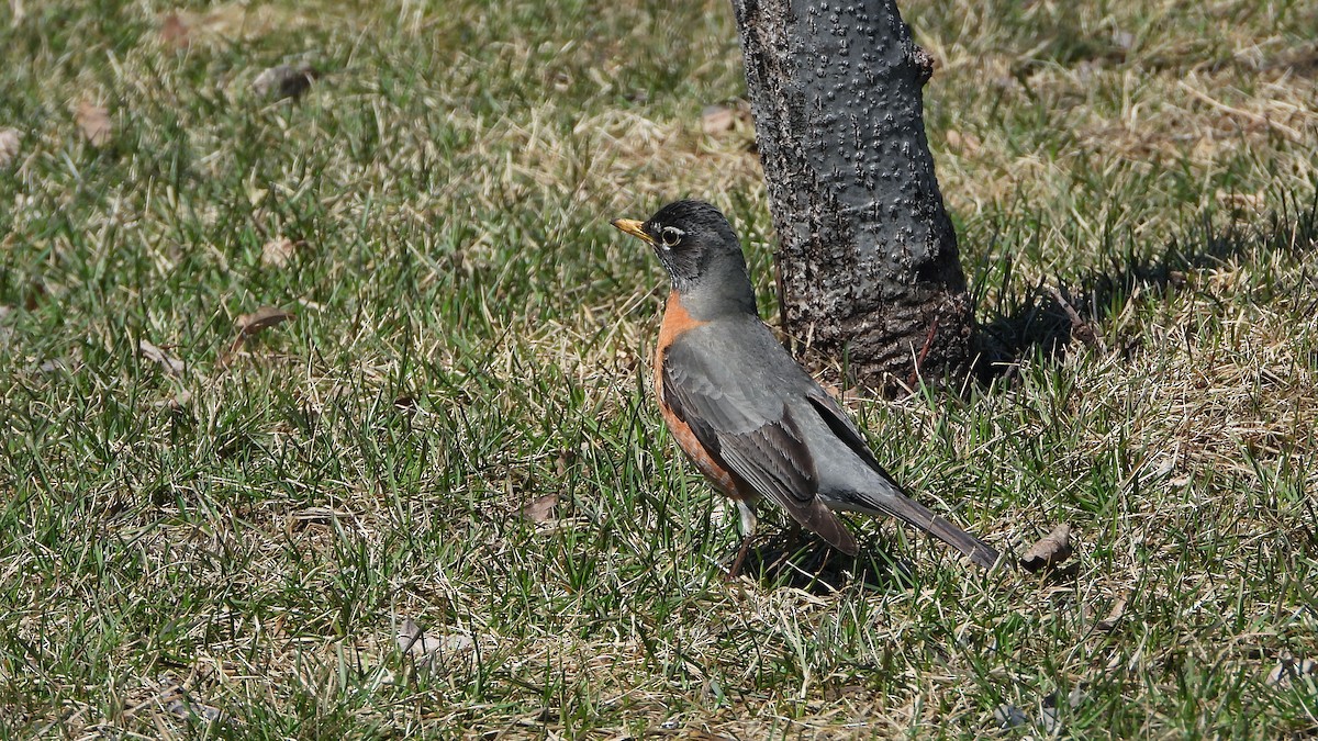 American Robin - ML620821987