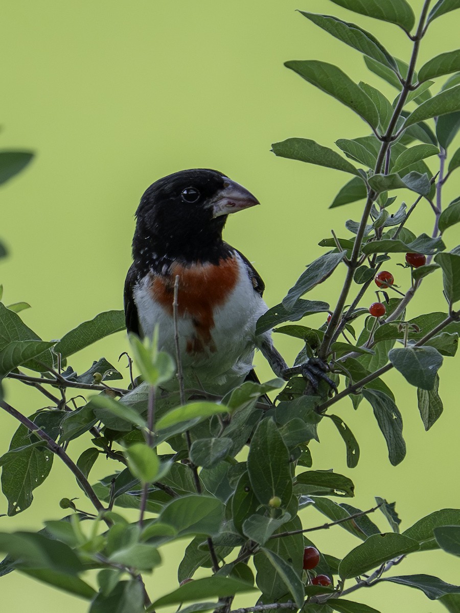 Rose-breasted Grosbeak - ML620821991