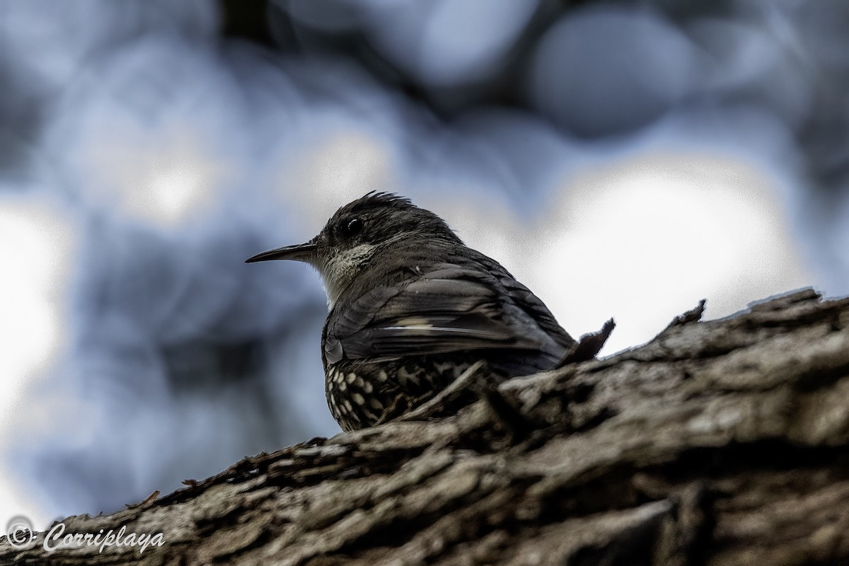 White-throated Treecreeper - ML620821994