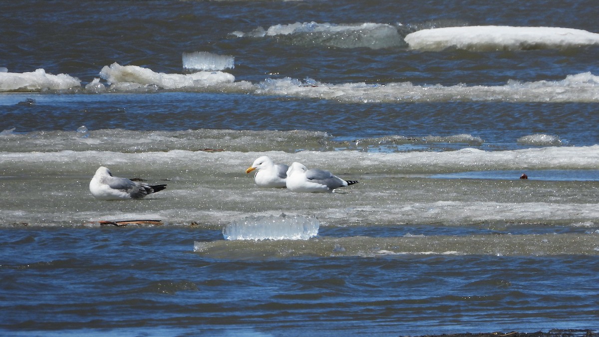 Gaviota Argéntea - ML620821995