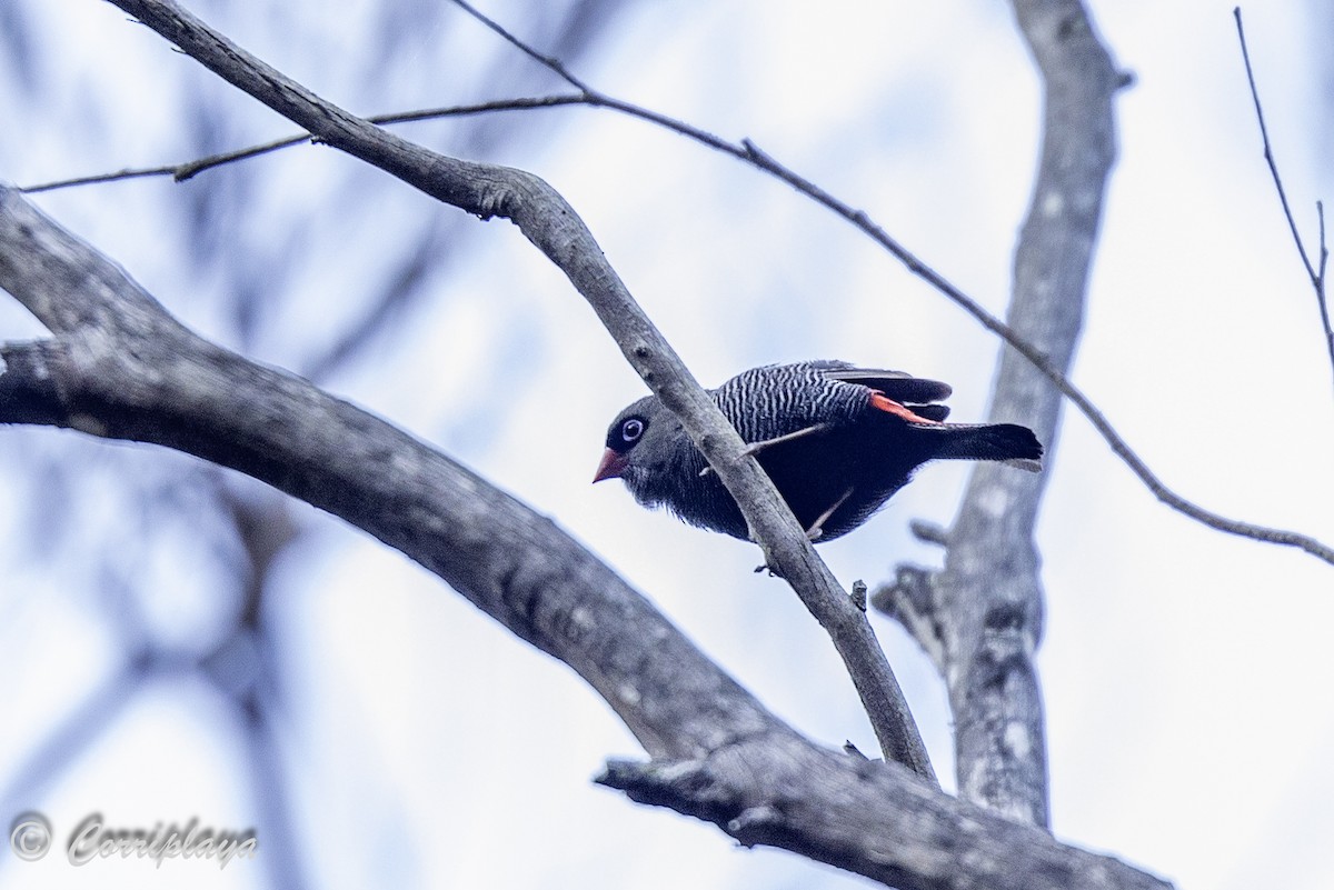 Beautiful Firetail - ML620821996