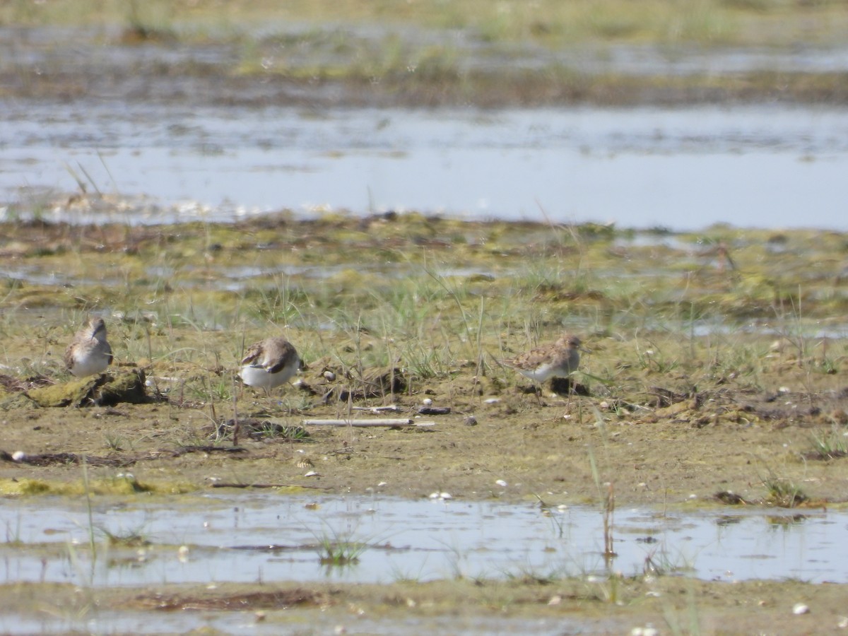 Temminck's Stint - ML620821997