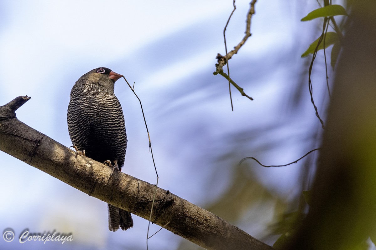 Beautiful Firetail - ML620821999