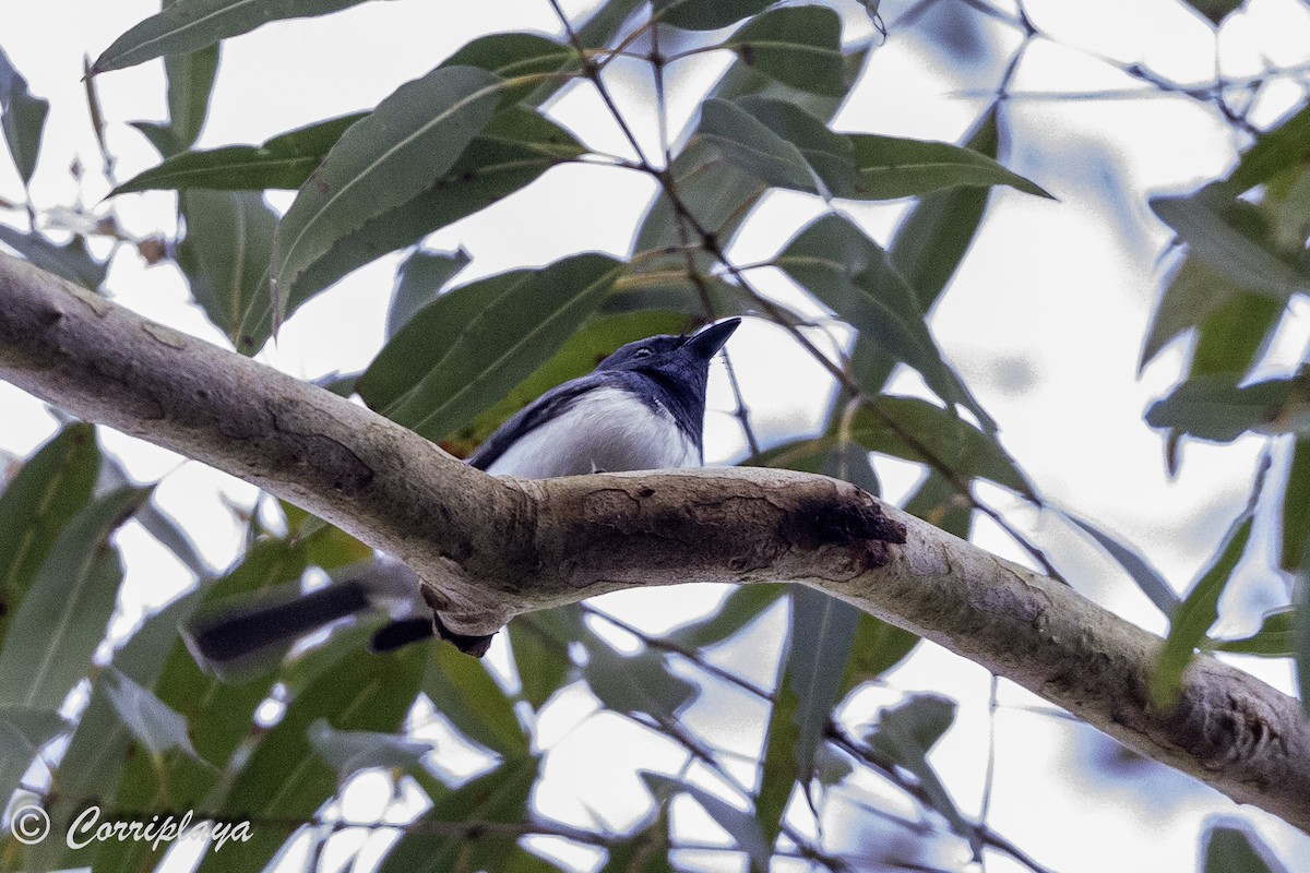 Leaden Flycatcher - ML620822001