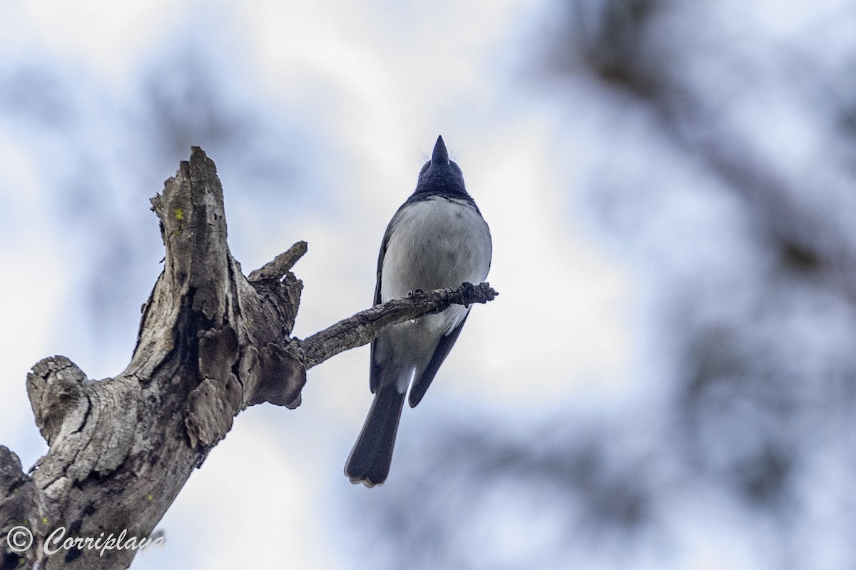 Leaden Flycatcher - ML620822002