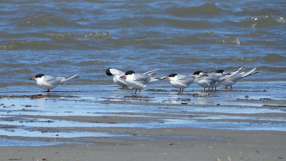 Forster's Tern - Bruno Caula