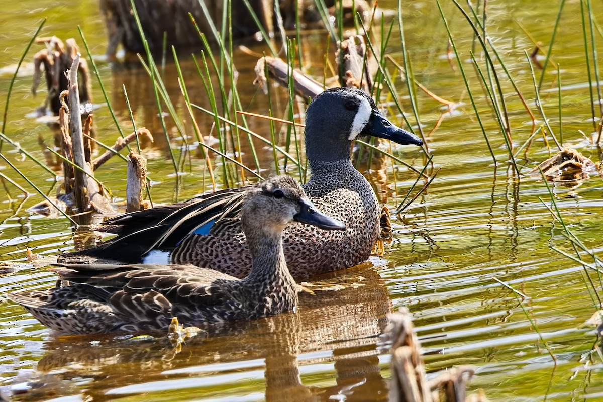 Blue-winged Teal - ML620822005