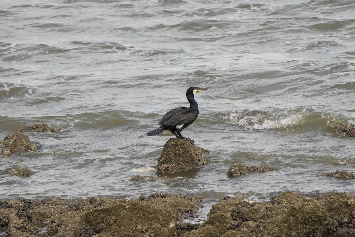 Great Cormorant - ML620822006