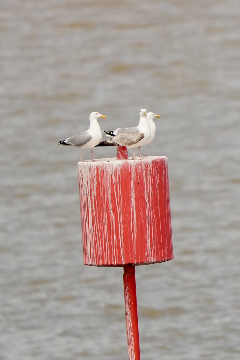 Herring Gull - ML620822007