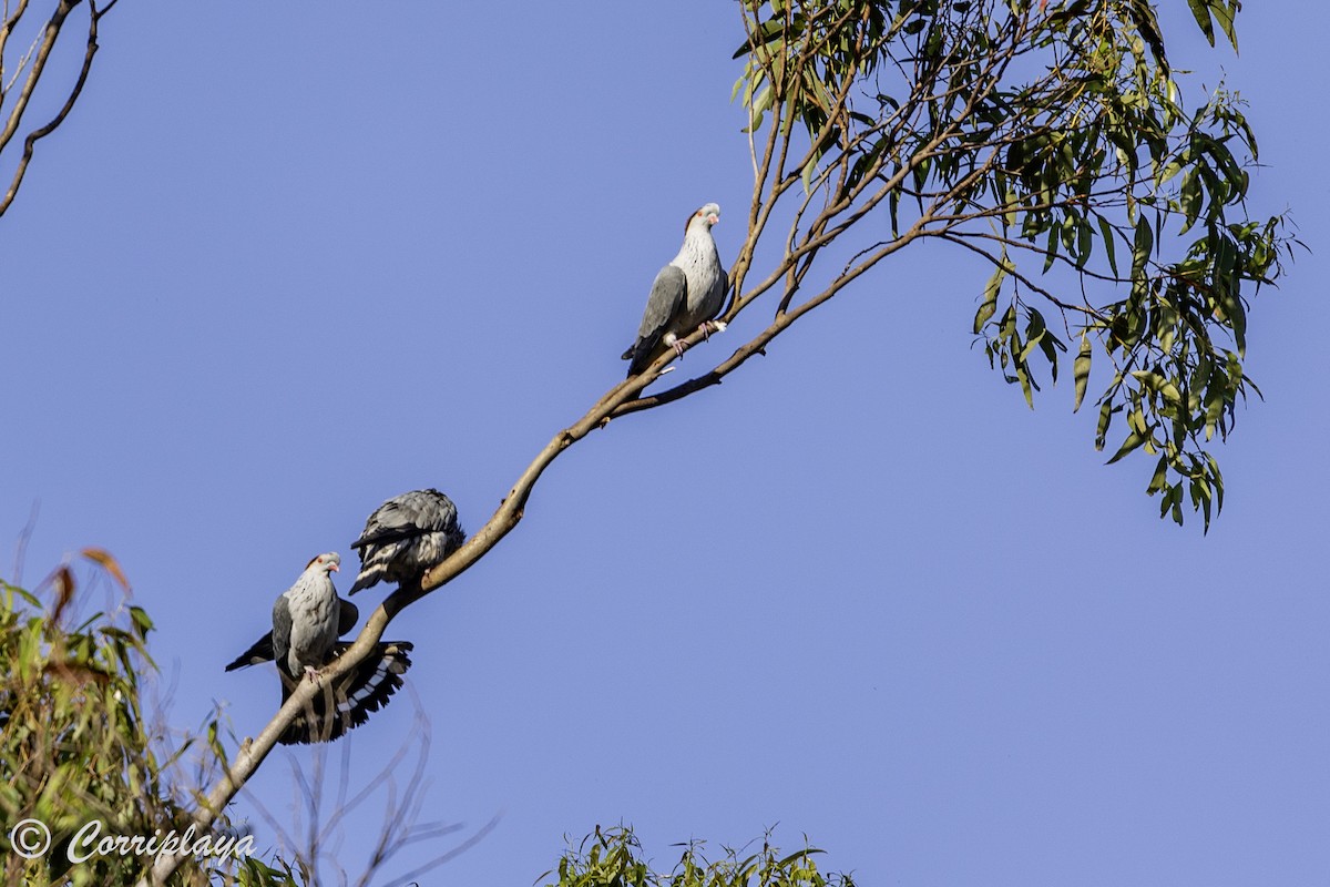 Topknot Pigeon - ML620822008