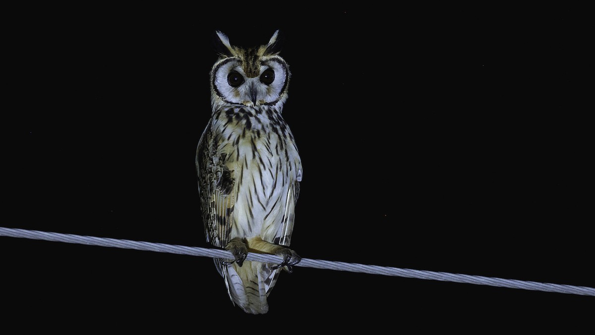 Striped Owl - Markus Craig