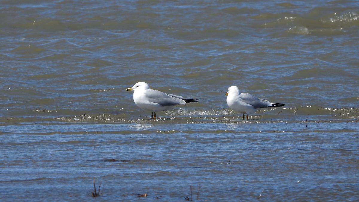 Ring-billed Gull - ML620822011