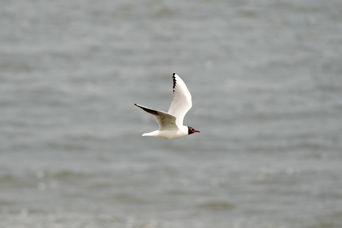 Black-headed Gull - Anonymous