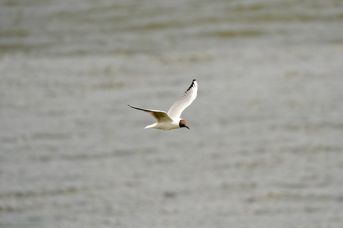 Black-headed Gull - ML620822014