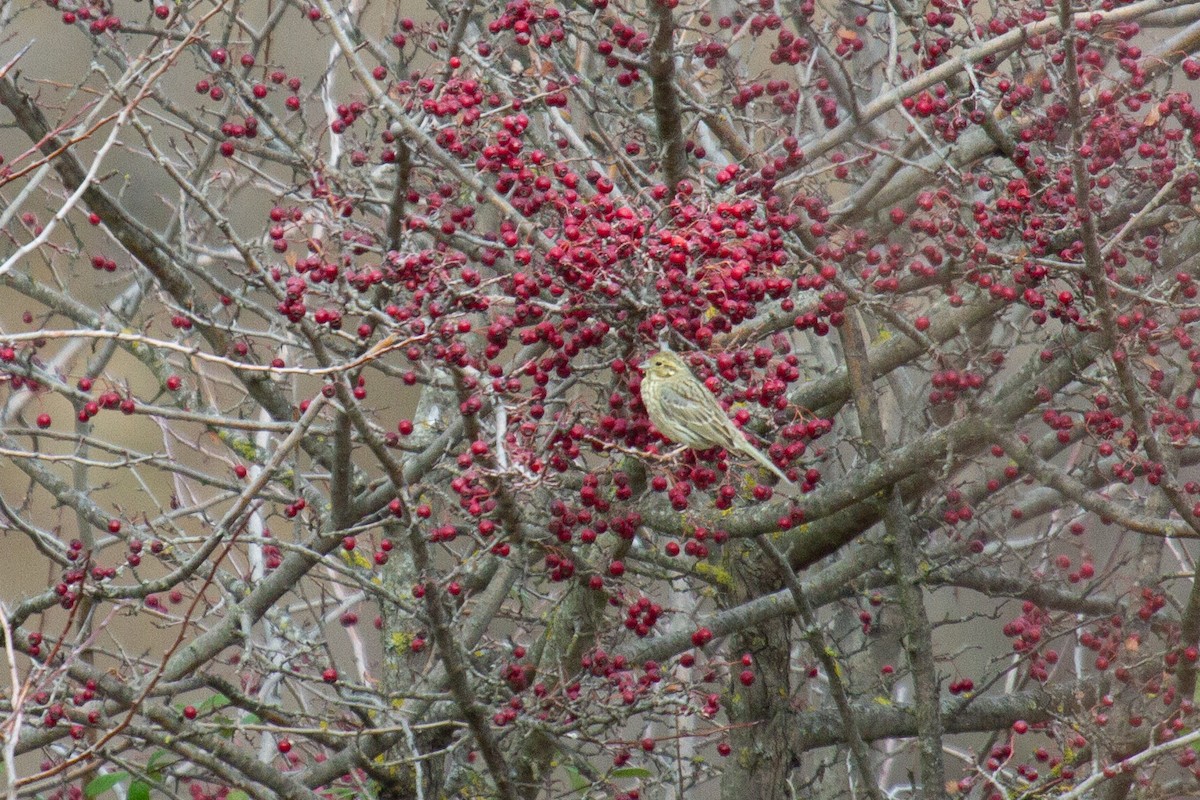 Cirl Bunting - ML620822015