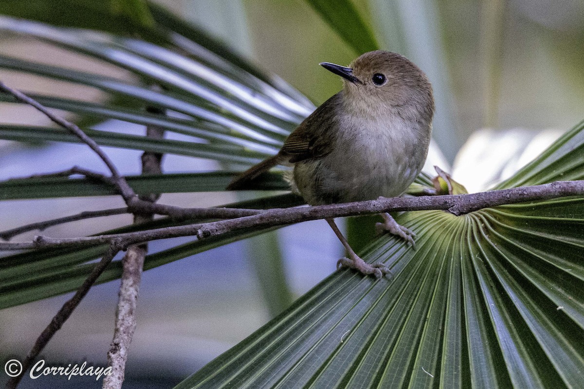 Large-billed Scrubwren - ML620822016