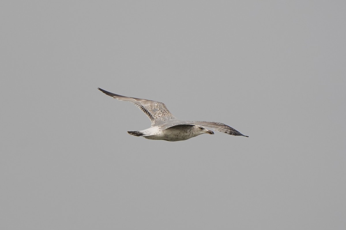 Herring Gull - Anonymous