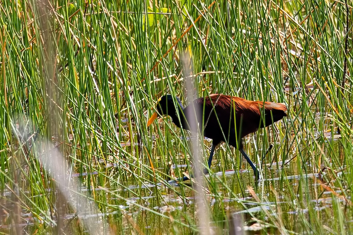 Jacana du Mexique - ML620822019