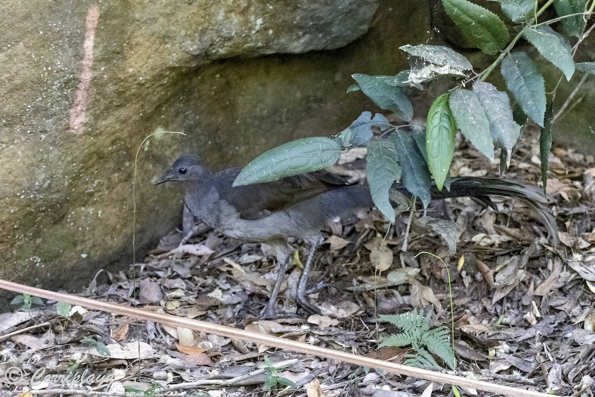 Superb Lyrebird - ML620822020