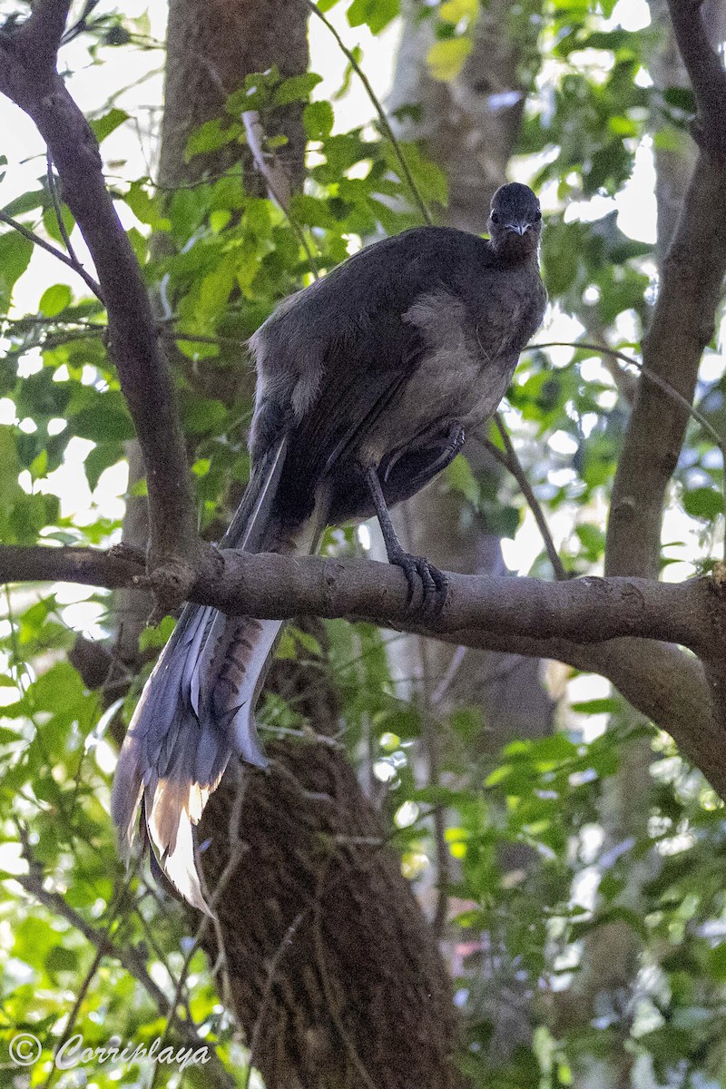 Superb Lyrebird - ML620822021