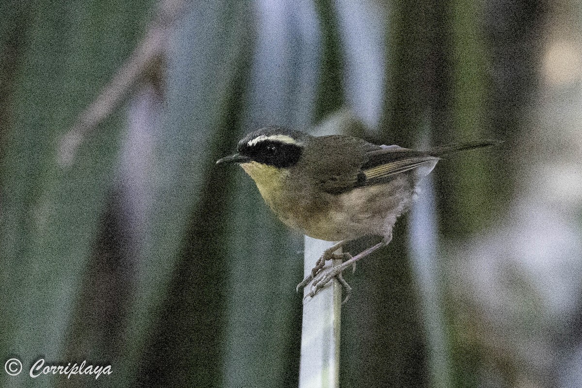 White-browed Scrubwren - ML620822030