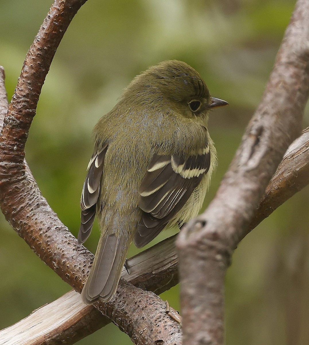 Yellow-bellied Flycatcher - ML620822046