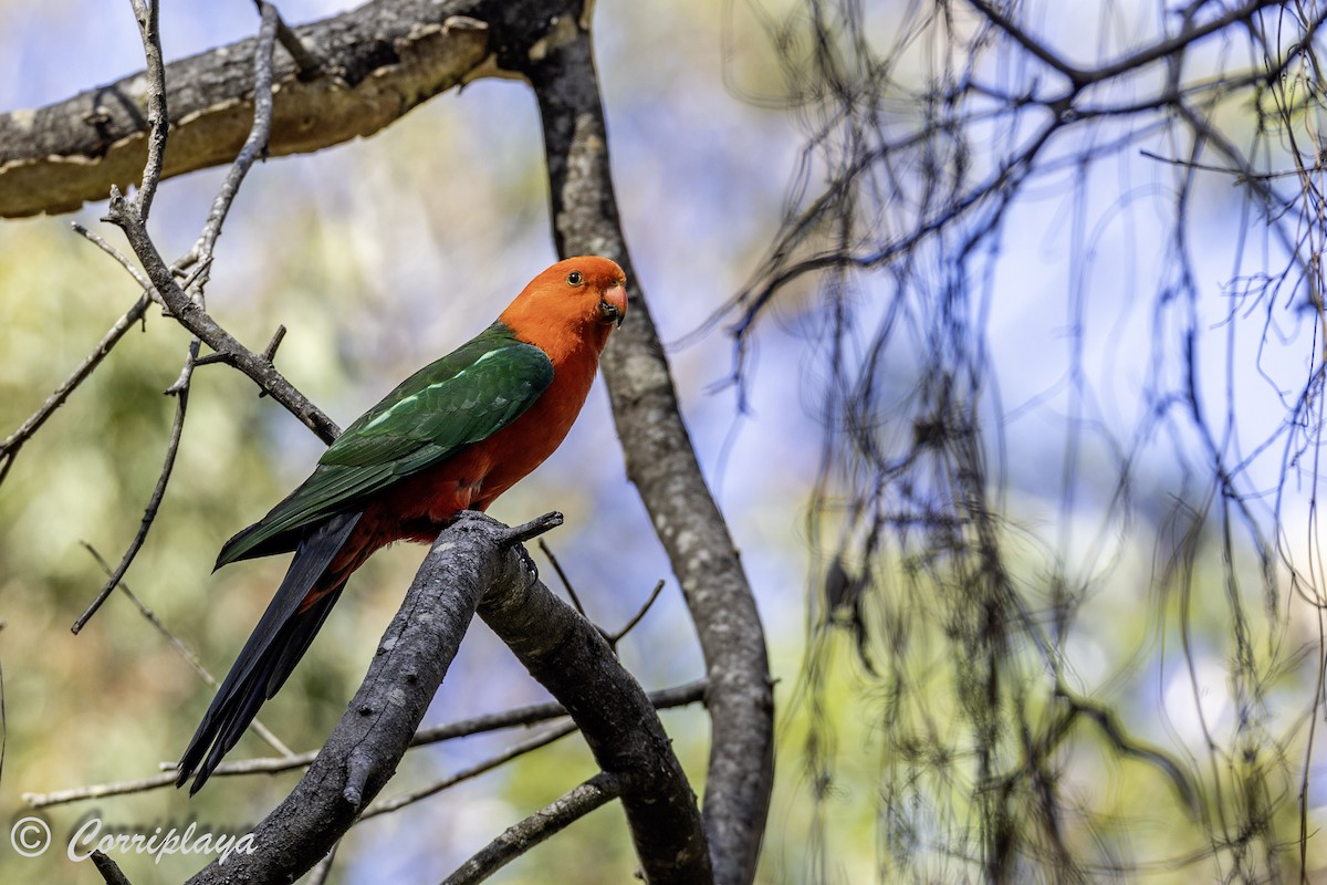 Australian King-Parrot - ML620822055