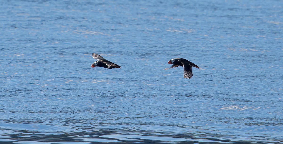 Tufted Puffin - ML620822058