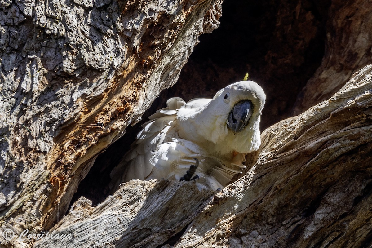 Sulphur-crested Cockatoo - ML620822059