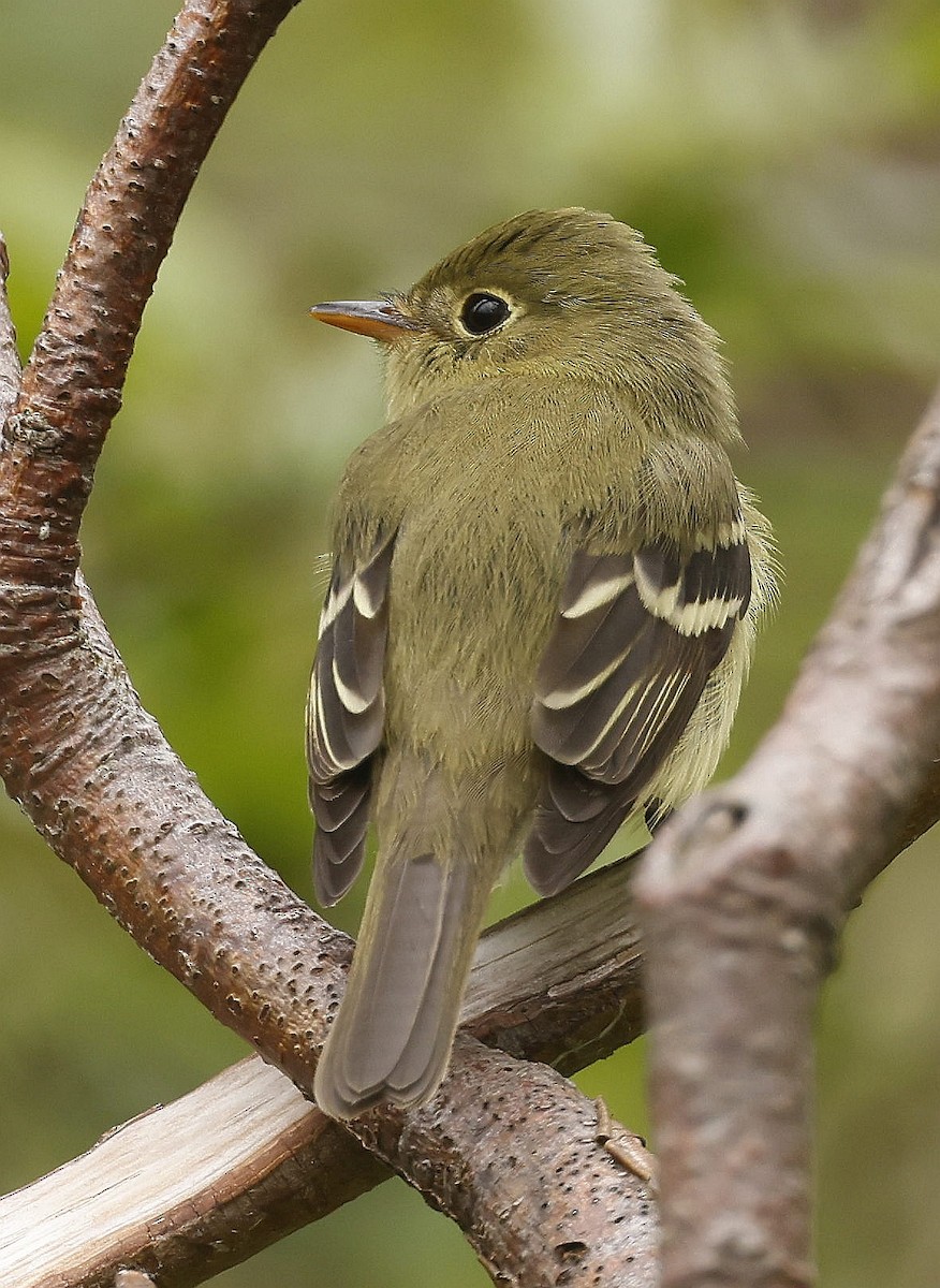 Yellow-bellied Flycatcher - ML620822061