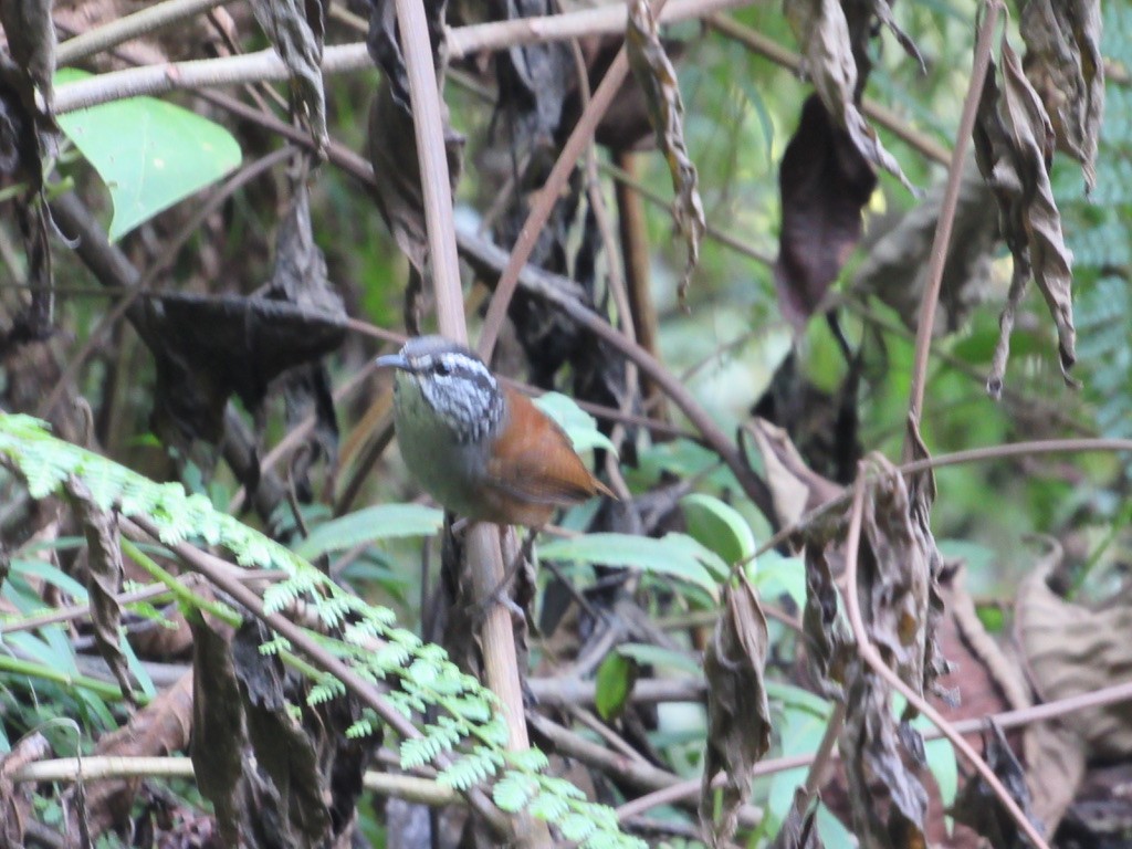 Gray-breasted Wood-Wren - ML620822062